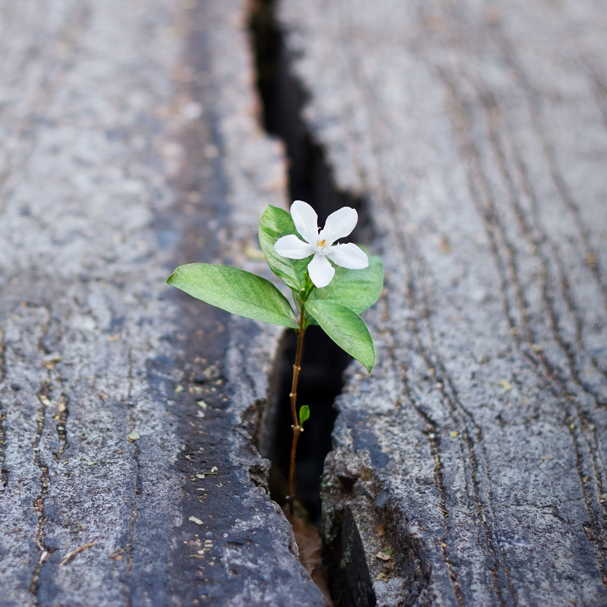 CBT Worksheets for Self-Esteem by Dr. James Manning